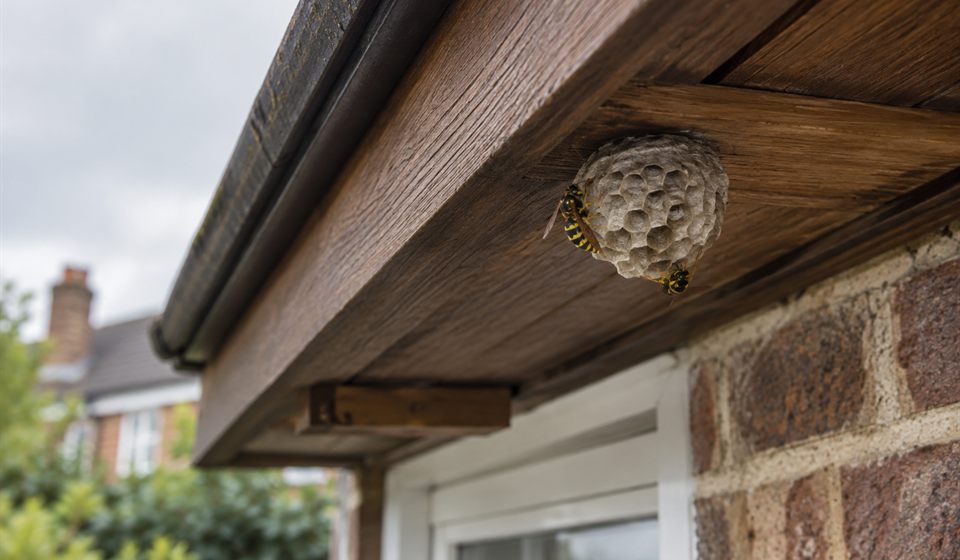 Wasp nest beneath the eaves of a house